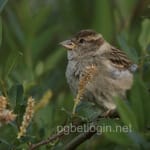 Avatar de Tomás Lara